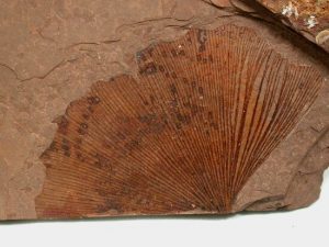 Bu Ginkgo fosil örneği yaklaşık 270 milyon yıl öncesine ait.