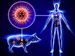 H1N1-domuz-insan