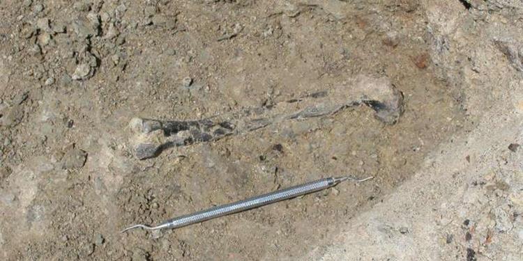 212 milyon yaşında bir etobur bacak kemiği - Ghost Ranch bölgesinde, Geç Triyasik Dönemde yaygın olan bir küçük bir türe ait. - Fotoğraf : Randall Irmis 