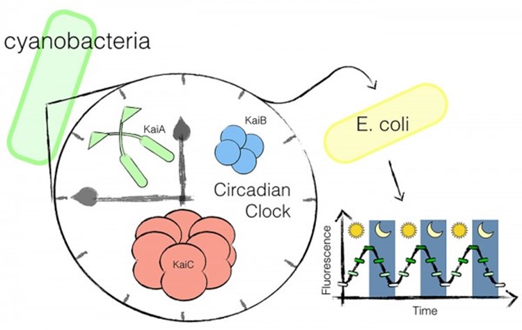 Researchers have transplanted a circadian clock from cyanobacteria into a gut microbe, E. coli. 