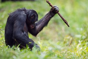 bonobolarda-arac-gerec-kullanimi-bilimfilicom