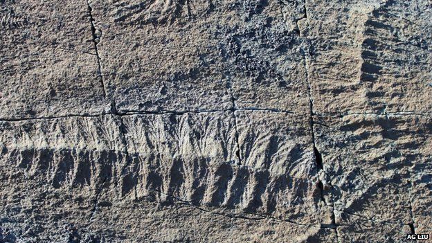 fractofusus-fosili-bilimfili