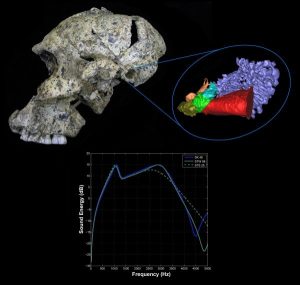 Paranthropus robustus kafatasının orta kulağında bulunan kemikler ve grafikte duyma eşiği sonuçları gösterilmiş. Telif : Rolf Quam
