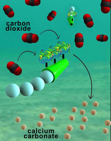 karbondioksiti-donusturebilen-mikromotor-gelistirildi-bilimfiliocm