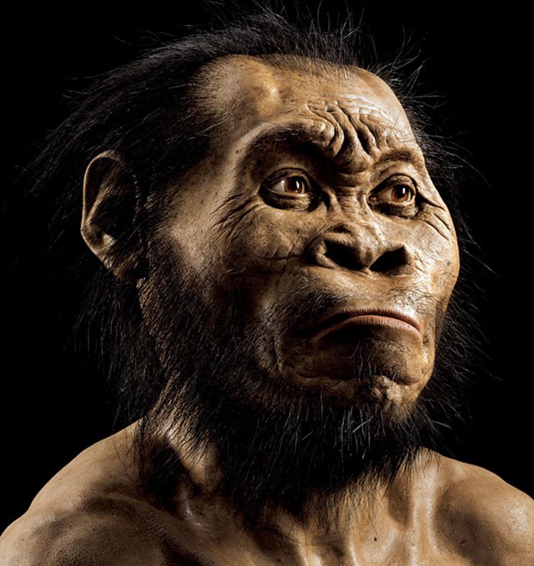 Homo Naledi muhtemelen böyle görünecekti - National Geographic Society