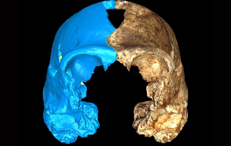 Homo naledi kafatasının önden görünüşü. ( Mavi kısım sanal olarak tamamlanmış şekilde ) - Heather Garvin