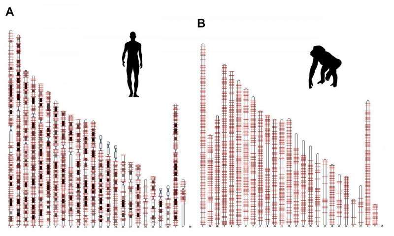 Salk researchers discovered a new genetic component, called ORF0, spread throughout the DNA of humans, chimps and most other primates. This image shows the locations of the ORFO on human and chimp chromosomes. Credit: Salk Institute Read more at: http://phys.org/news/2015-10-scientists-protein-factories-hidden-human.html#jCp