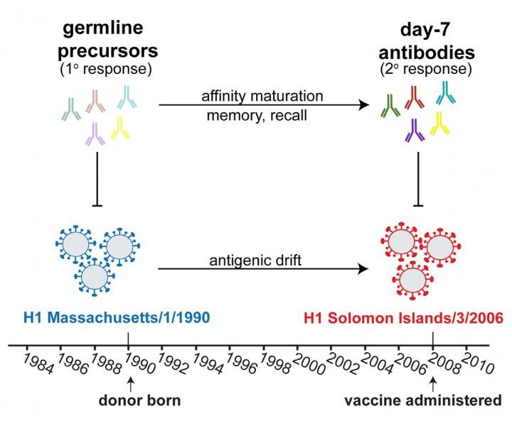 Orijinal makaleden virüs antijenleri ile buna karşı geliştirilen antikorları karşılaştıran (1990'dan 2006'ya kadar olan değişim) görsel : Credit: Schmidt et al./Cell Reports 2015