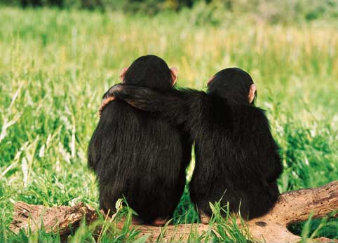 sempanzeler-de-birbirlerini-sarilarak-ve-operek-teselli-ediyorlar-sag-bilimfilicom