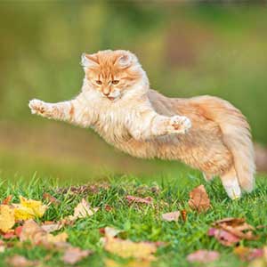 Shutterstock ©Rita Kochmarjova