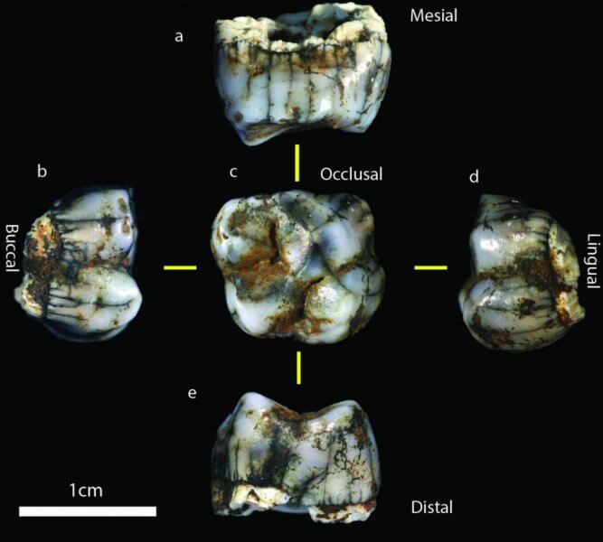 2-milyon-yillik-yeni-hominin-fosilleri-bilimfiliocm