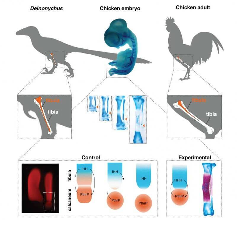 dinozor-ayaklari-tavuklarda-olusturuldu-bilimfilicom