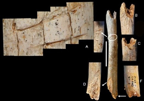 Fransa'da bulunan çocuk Neandertal kemik kalıntıları. Yuvarlak içerisinde kesme izleri gösterilmiş. telif : M. D. Garralda