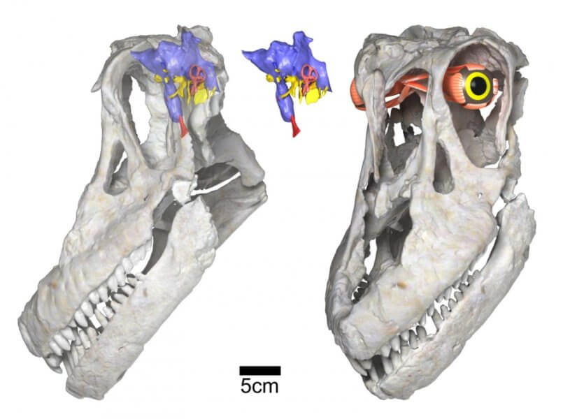 Sarmientosaurus head posture, brain & eye (WitmerLab): Digital renderings of the skull and reconstructed brain endocast and eye of the new titanosaurian dinosaur species Sarmientosaurus musacchioi. At left is the skull rendered semi-transparent in left side view, showing the relative size and position of the brain endocast (in blue, pink, yellow, and red) and the inferred habitual head posture. At center is the isolated brain endocast in left side view, and at right is a left/front view of the skull showing the reconstructed eyeball and its associated musculature. Scale bar equals five centimeters. Telif : WitmerLab, Ohio University