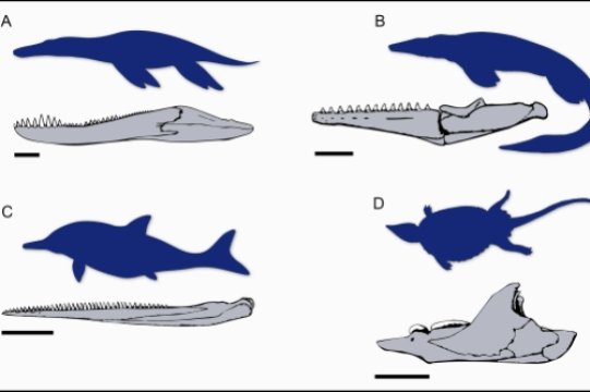 A sample of jaws from the fossil record of Mesozoic marine reptiles. The illustrated animals are (A) Pliosaurus, (B) Tylosaurus, (C) Ophthalmosaurus, and (D) Placochelys. Scale bars on the jaw illustrations represent 20cm (A-C) and 5cm (D). Credit: Dr Tom Stubbs