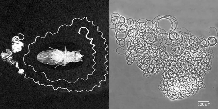 Solda meyve sineğinin ürettiği sperm ile etrafının sarılmış halini, sağda ise üretilen spermin 200 kat büyütülmüş halini görebilirsiniz. CREDIT: S. LÜPOLD ET AL/NATURE 2016