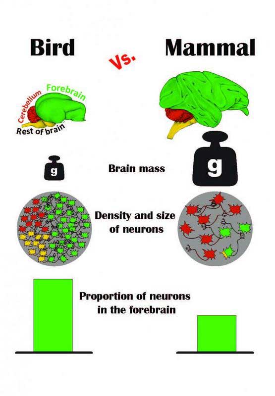 Kuş ve memeli beyinlerinin ön beyin (yeşil bölge) büyüklük oranı, kütle, nöronların yoğunluğu ve boyutu, ön beyindeki nöron oranı bakımından karşılaştırma grafiği görülüyor. (Telif: Pavel Nemec, Charles Üniversitesi, Prag)