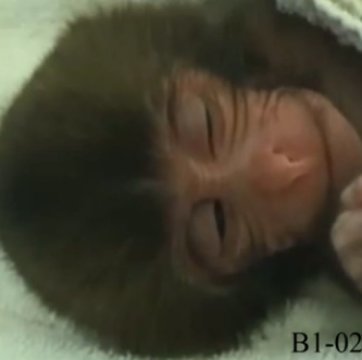 Araştırmada bahsi geçen, bebek maymun ve primatların ortak davranışı olan uykuda gülümseme yüz ifadesi üzerine alınmış bir kayıt. Telif : Kyoto University Primate Research Institute