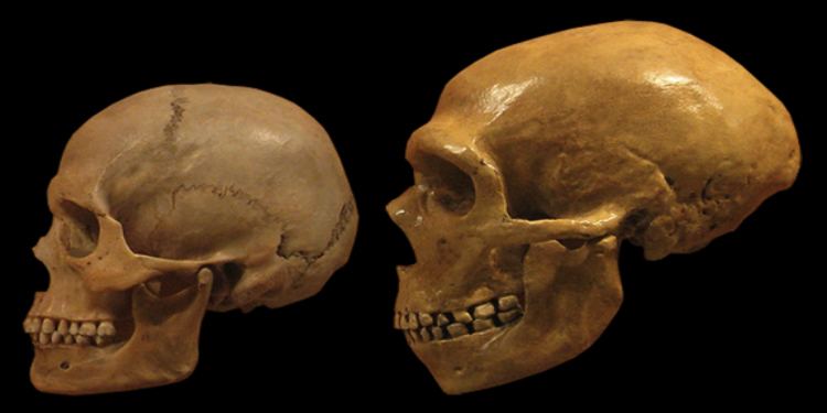 neandertaller-parka-yapamadiklari-icin-hayatta-kalamamis-olabilirler