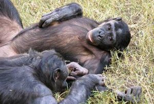 Yavru sahibi olmayan iki dişi bonobo çayırda uzanıyorlar. Kaynak: Emory University, eScienceCommons