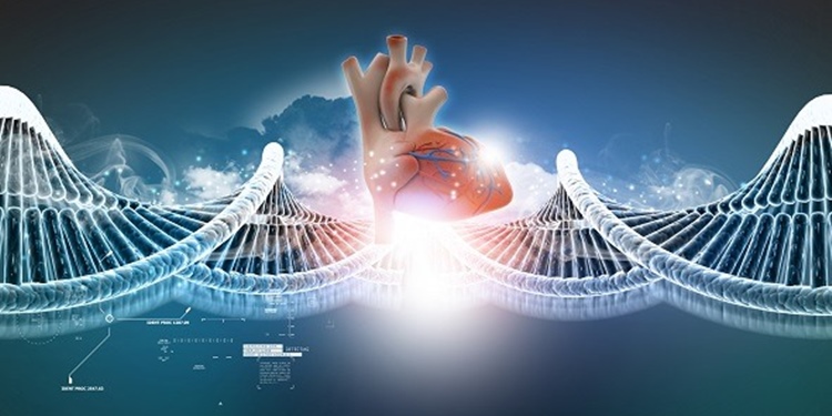 kalp-krizi-genlerimize-kaydediliyor-bilimfilicom