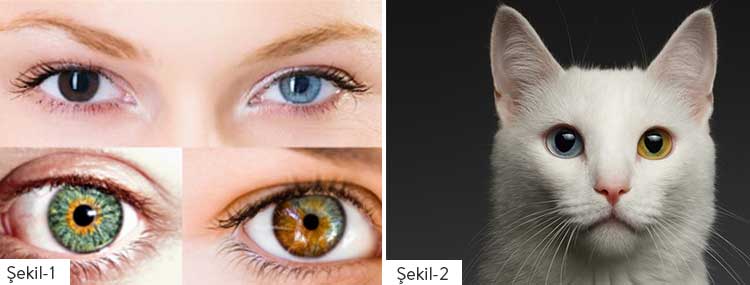 Şekil 1: Tam, merkezi ve parçalı Heterokromi iridum örnekleri Şekil 2: İki gözü birbirinden farklı renkte olan Van kedisi