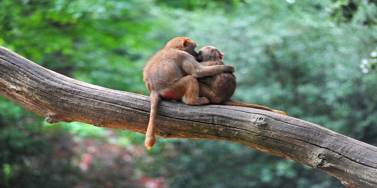 maymunlar-nasil-arkadasliklar-kuruyor-ve-birbirlerini-etkiliyor-bilimfilicom