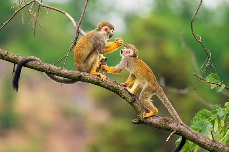 maymunlarda-bariscil-davranislar-bilimfilicom