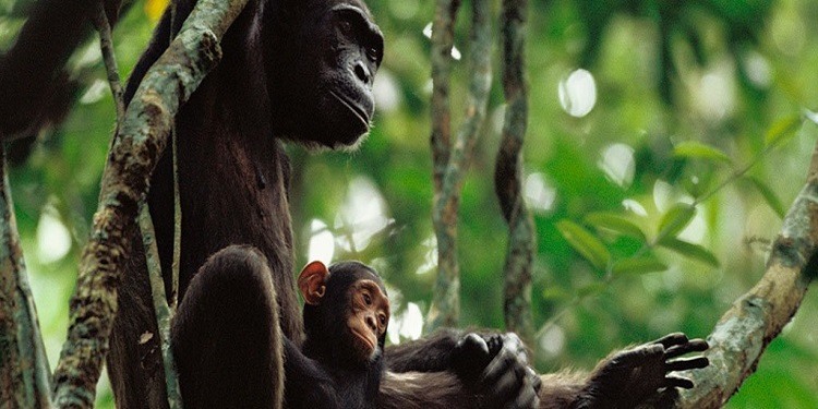 yavrularina-arac-gerec-kullanimini-ogreten-sempanzeler-ilk-kez-kayda-alindi-bilimfilicom