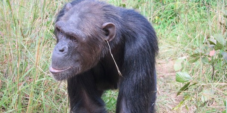 sempanzeler-kupe-mi-takiyor-bilimfilicom