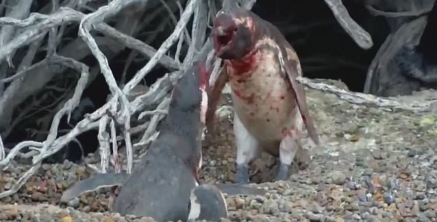 esini baska bir erkekle goren penguenin trajediye donusen mucadelesi bilimfili com