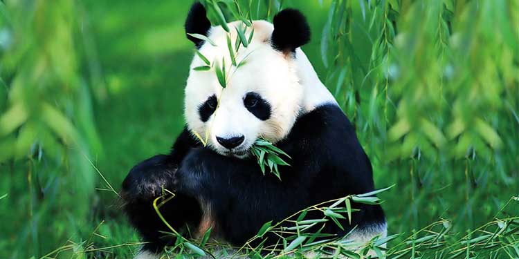 Ataları Etçilken, Büyük Pandaları Otçul Yapan
