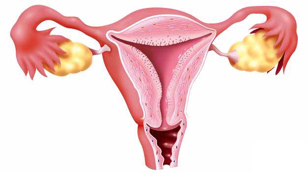menstruasyon-nedir-ve-kadinlar-neden-regl-olur-bilimfilicom-2