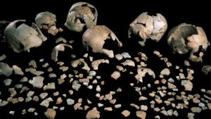 Sima de los Huesos'da bulunmuş fosilleşmiş kafatasları.