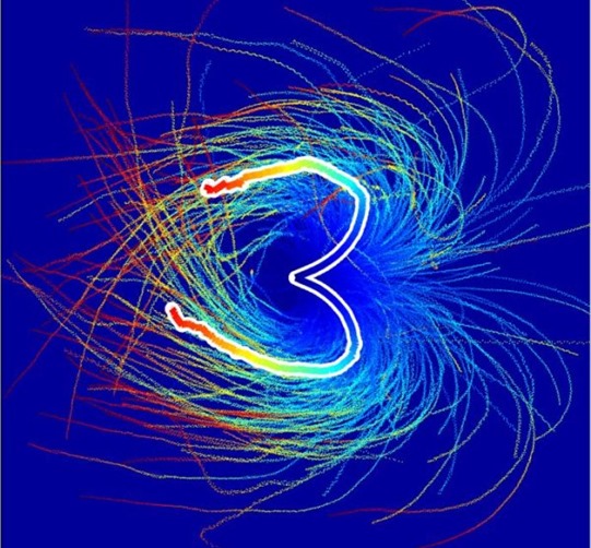 Tek ince çizgilerin her biri yalnızca bir spermin izlediği yolu gösteriyor. Kalın çizgiler ise sağa ve sola dönen spermlerin sayısına göre belirlenmiş ve yaklaşık aynı kalınlıkta oldukları görülüyor.