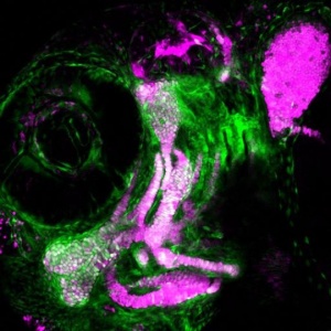 Bu görselde - A three-day-old zebrafish head skeleton with newly differentiated cartilage cells (magenta) emerges from a pool of skeletal progenitor cells (green). Credit: Lindsey Barske/Crump Lab