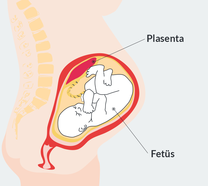 Plasenta, anne ile yavru arasında madde alışverişini sağlar.