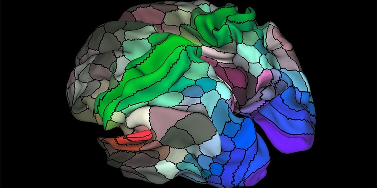 Güncellenen Beyin Haritasında 100 Yeni Bölge Keşfedildi